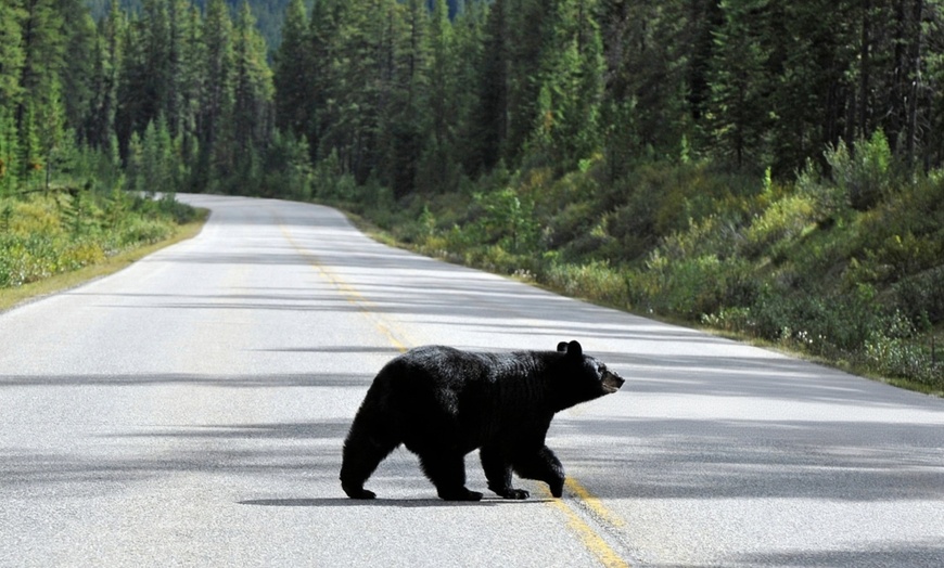 Image 3: Banff & Yoho National Parks Tour – Calgary Departure