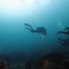 Image 8: Explore Monterey Bay Habitats With Guided Scuba Tours