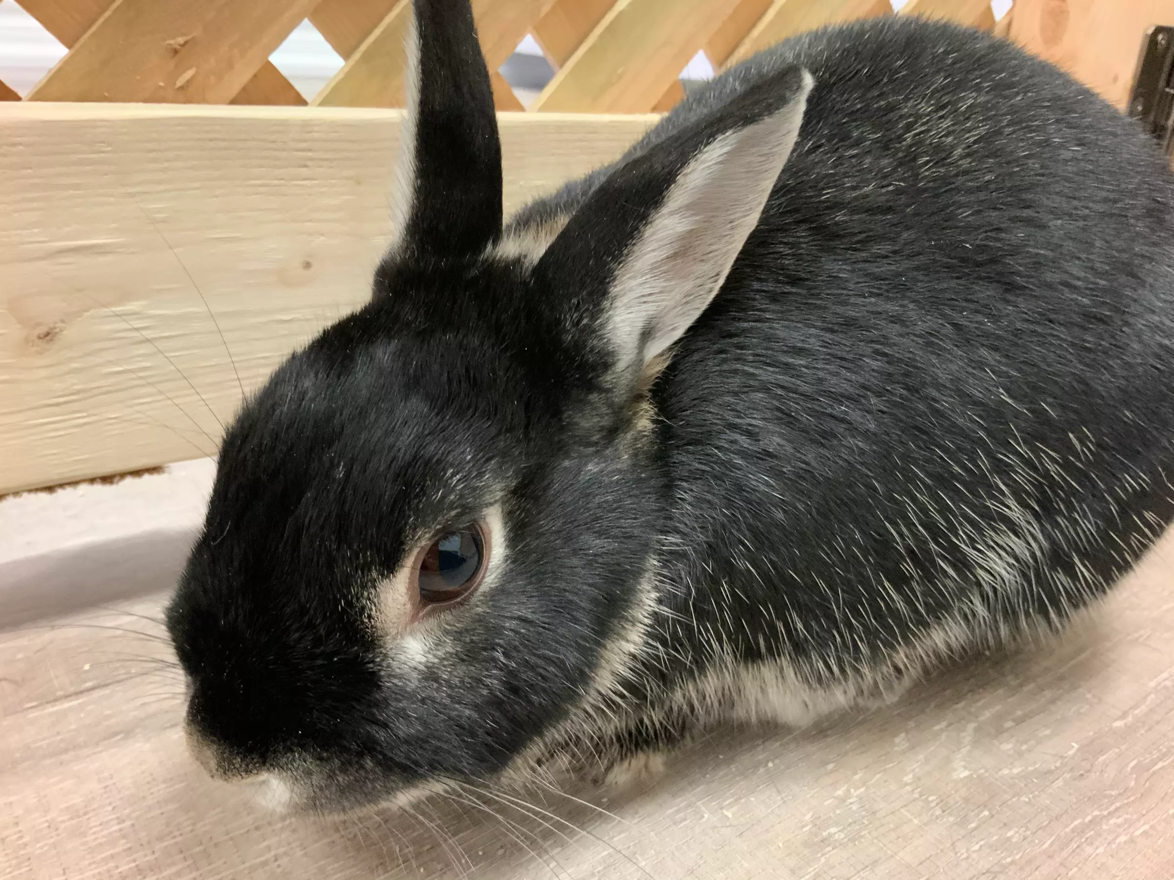Up to 50% Off on Animal Cafe at nice guy tea bunny&cafe - Second Medium