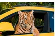Exclusive 2-Day VIP Paddock Pass for Rally ’25 with Ultimate Supercar Access on November 14 & 15 at mph club - Second Medium