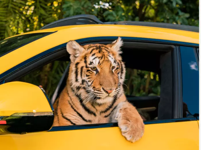 Exclusive Rally ’25 VIP Pass: 2 Days of Supercar Power