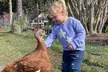 Visit Rooterville Animal Sanctuary: General Admission for One, Two, or Four People (Up to 33% Off) - Second Medium