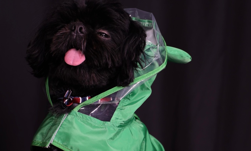 Image 5: Portrait animalier : capturez l’instant avec votre compagnon