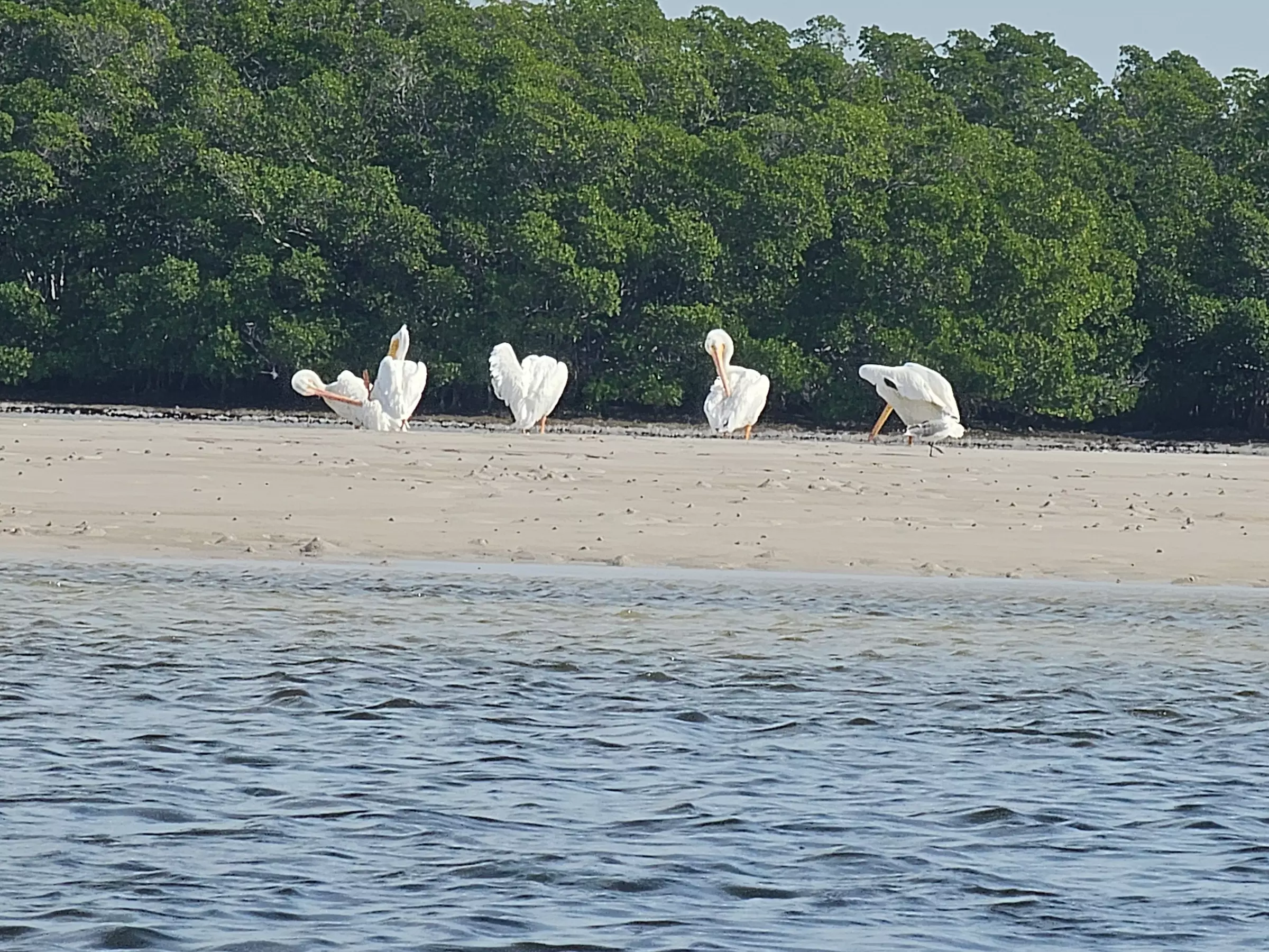 2-Hour Eco Kayak Tours for Solo Explorers, Couples & Groups