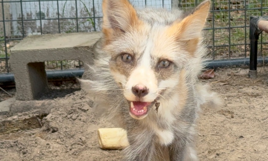 Image 17: Exclusive Wildlife Adventure: VIP Sunset Tour & Exotic Animal Feeding 