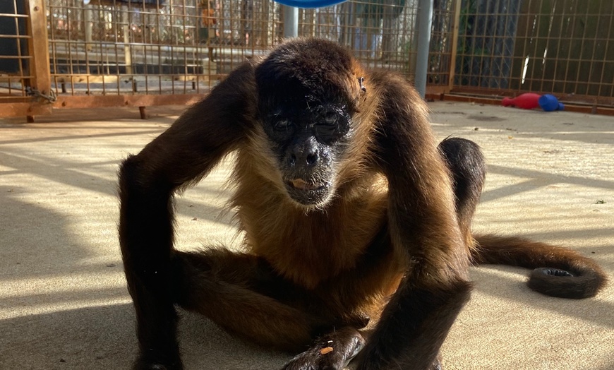 Image 5: Primate Sanctuary Admission Deal & Up to 40% Off Discount