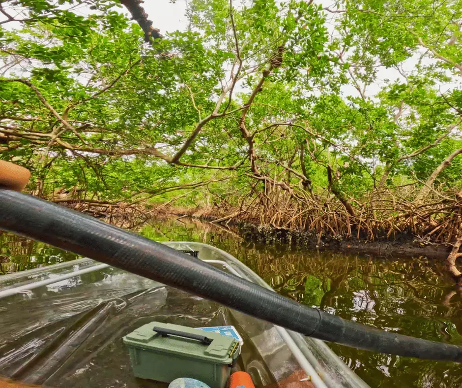 2-Hour Kayak Eco Tour in Emerson Point Preserve - Palmetto, FL