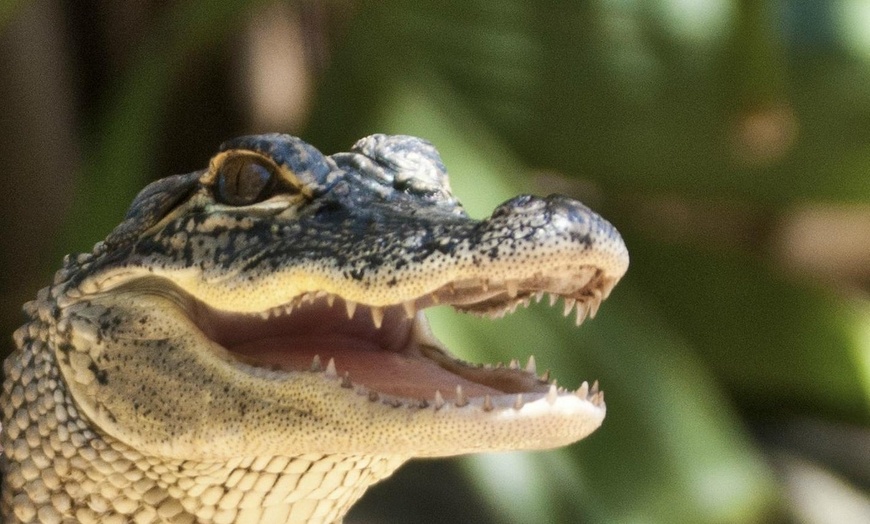 Image 12: Up to 28% Off – Everglades Airboat Tour