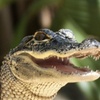Image 12: Up to 28% Off – Everglades Airboat Tour