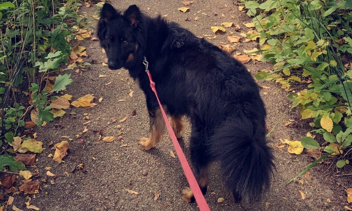 Pet Care & Dog Walking Services: Half-Hour Walks or 24/7 Care