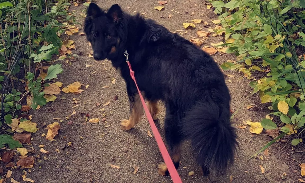 Pet Care & Dog Walking Services: Half-Hour Walks or 24/7 Care