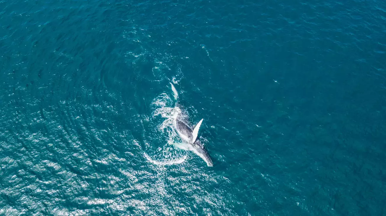 Guided Kayaking w/ Whale Watching in La Jolla's Ecological Reserve