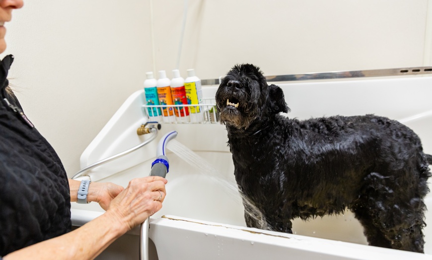 Image 2: Up to 31% Off on Pet Grooming at Pet Pantry and Dog Wash