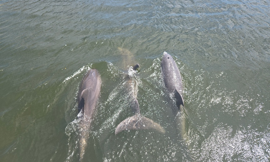 Image 4: Relaxing Dolphin Sightseeing & Sunset Cruises on the Space Coast
