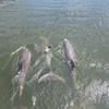 Image 4: Relaxing Dolphin Sightseeing & Sunset Cruises on the Space Coast
