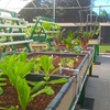 Image 1: Aquaponic & Garden Tour: Family (6), Club (7–12), or School Groups