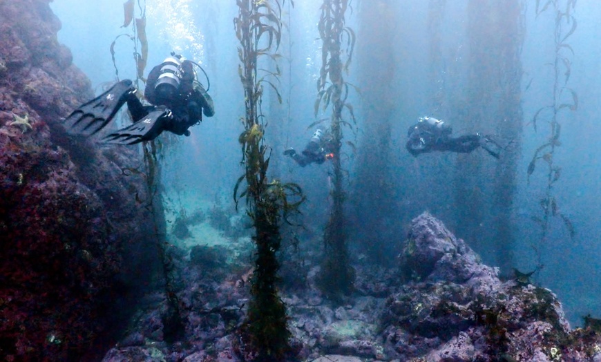 Image 11: Explore Monterey Bay Habitats With Guided Scuba Tours