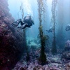 Image 11: Explore Monterey Bay Habitats With Guided Scuba Tours