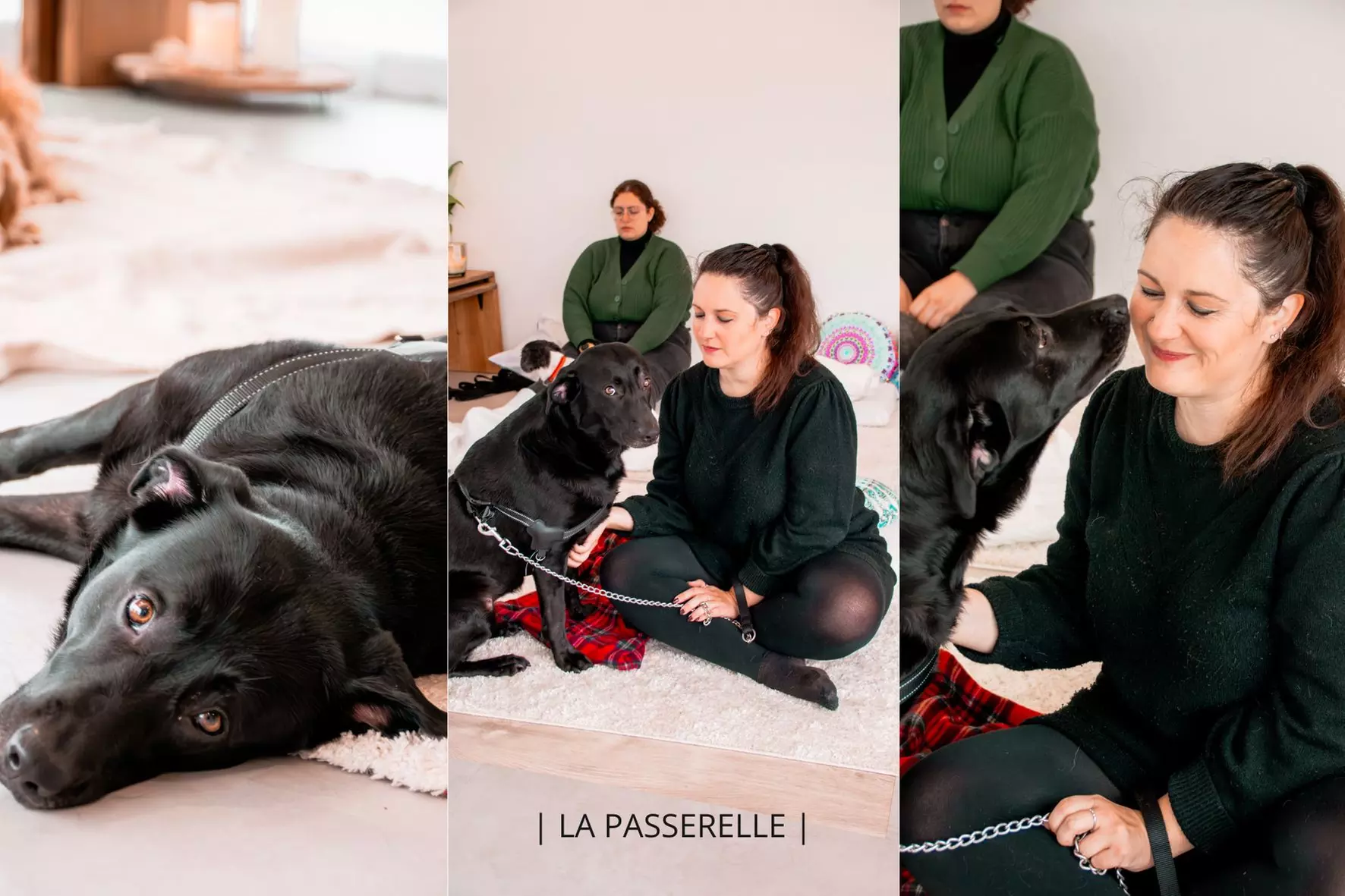 Soin Reiki animal ou communication animale avec La Passerelle