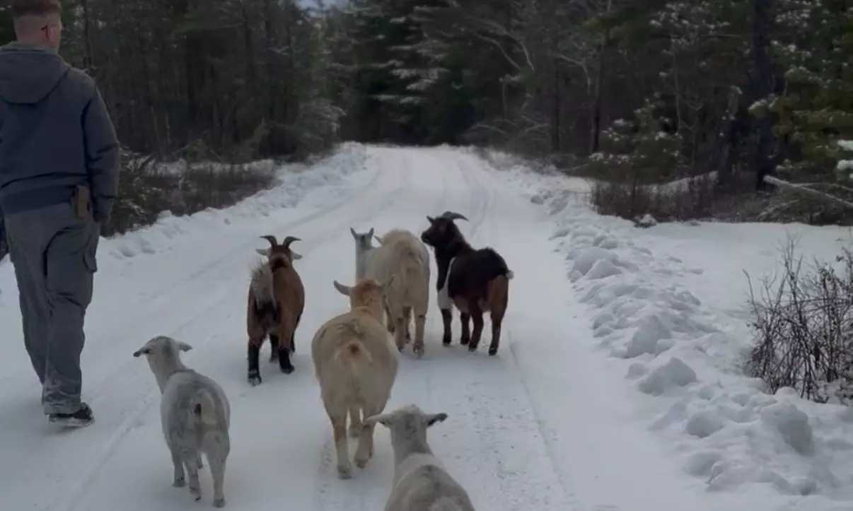 Connect with Nature: Enjoy a Joyful, Hands-On Goat Experience
