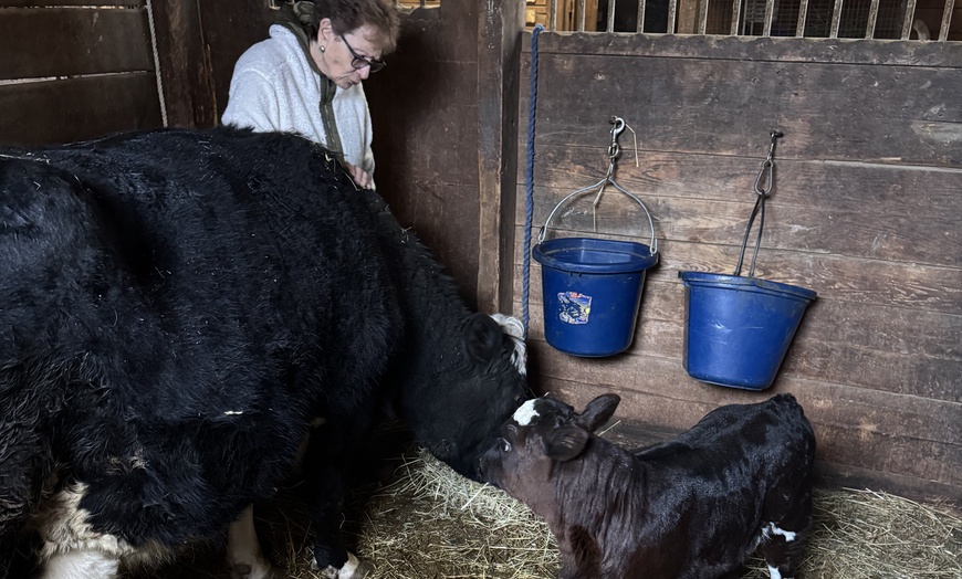 Image 3: Cow Cuddling Experience at a Farm with Hands On Interaction

