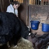 Image 3: Cow Cuddling Experience at a Farm with Hands On Interaction
