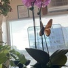 Image 6: One 30-Minutes Foot Reflexology, or 60-Minute Single or Couples Deluxe Body Massage with Add-Ons (Up to 50% Off)