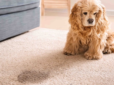 Transform Your Home for Less: 6-month Carpet Cleaning Membership - Restoration 1 of NW Cobb