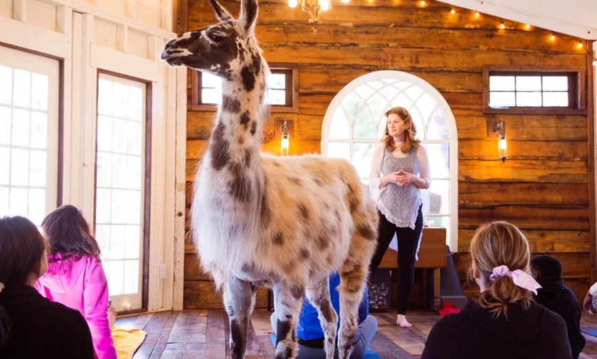 Image 2: Llama Yoga & Alpaca Encounters in Atlanta's Bamboo Forest