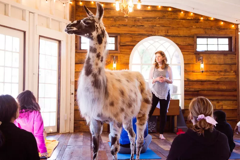Llama Yoga & Alpaca Encounters in Atlanta's Bamboo Forest