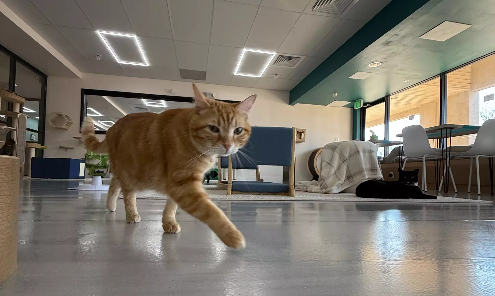 Cat Meditation & Yoga | 3 Pack