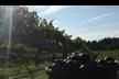 Discover Hive Tour, Farm Immersion, and Vineyard Walk at Honey Strong Bee Store & Bee Supply - Up to 64% Off - Second Medium