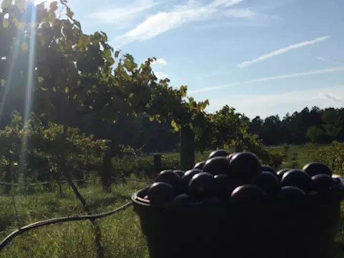 Enjoy Hive Tour, Farm Immersion, and Vineyard Walk