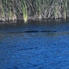 Image 1: Everglades Gator Watching Boat Tours – Day & Night Adventures