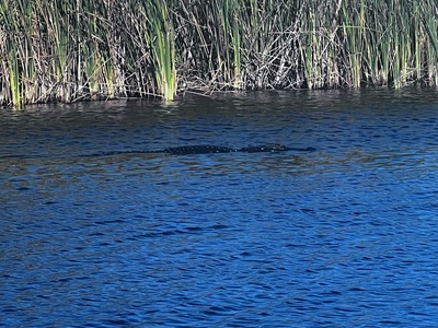 Everglades Night-time Gator watching boat ride for 2 hours w/up to 6 people - Swamp Dog Tours