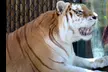 Monterey Zoo Experience: Where Education Meets Conservation
 - Second Medium