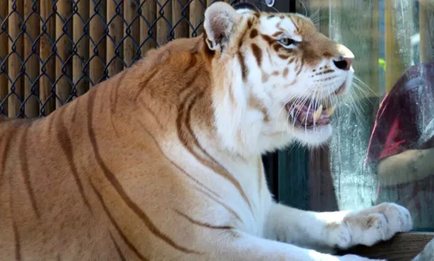 Image 2: Daily Admissions or VIAP Tour for Monterey Zoo