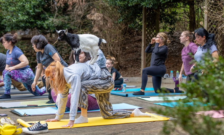 Image 5: Experience Yoga with Goats: Choose from Sessions and Activities
