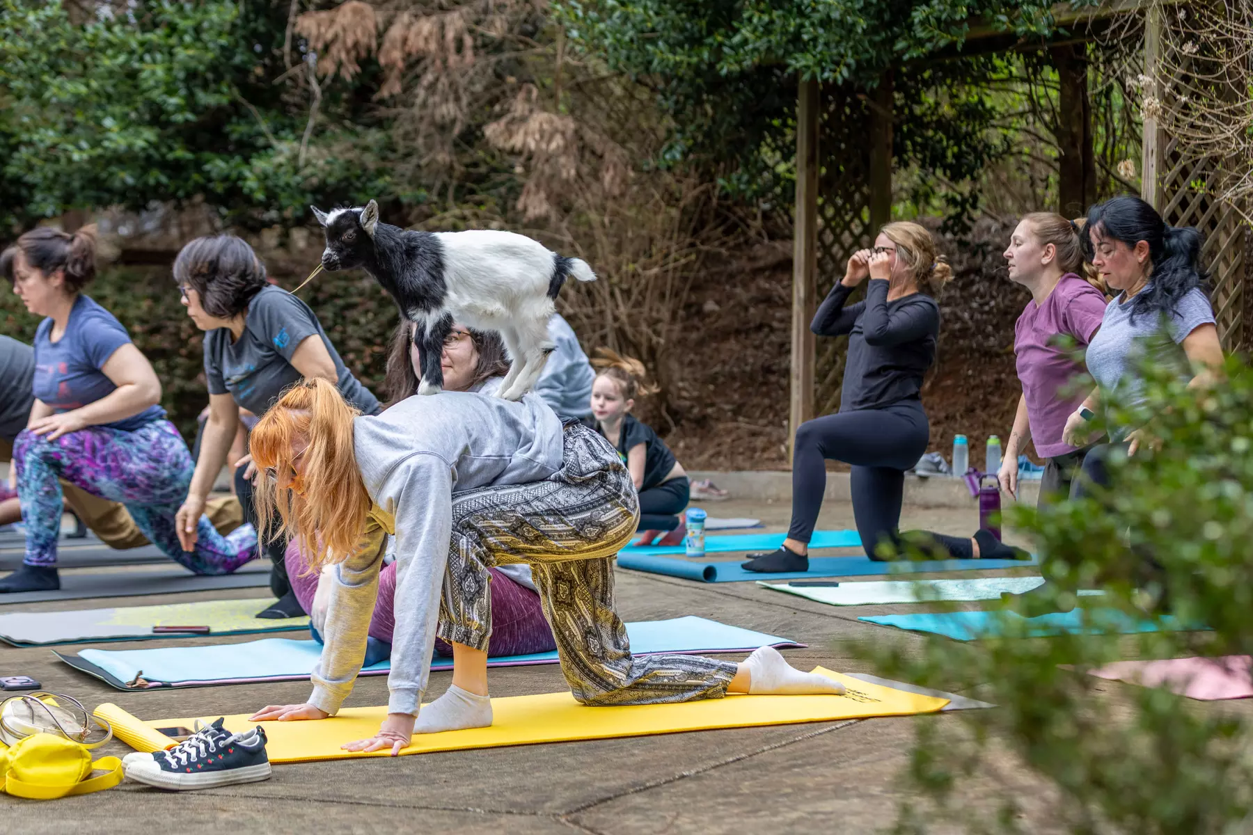 Up to 15% Off on Yoga at GGA Dwarf Goat Yoga