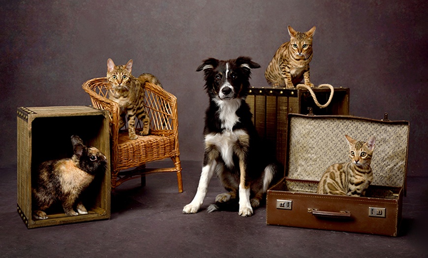 Image 6: Pet Photoshoot with One Print at Flash Photography