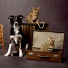 Image 6: Pet Photoshoot with One Print at Flash Photography
