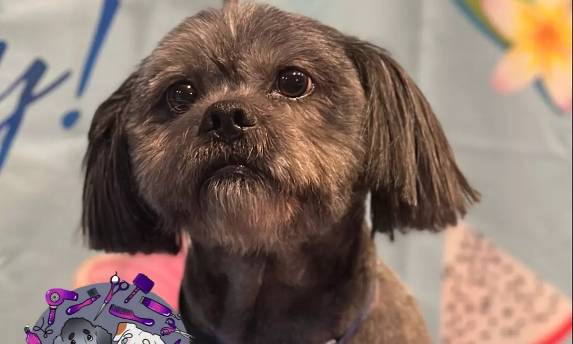 Full Grooming Package: X-Small, Small, Medium, Large or X-Large Dogs