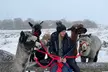 Wetley Moor Alpaca Trekking Experience – Outdoor Animal Adventure Up to 38% Off - Image 3