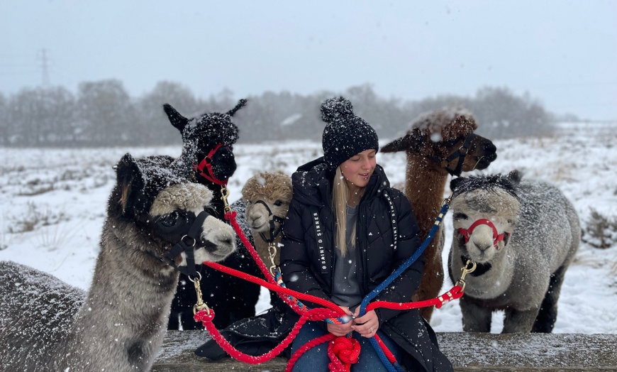 Image 3: Up to 38% Off Alpaca Walking at Wetley Moor Alpacas