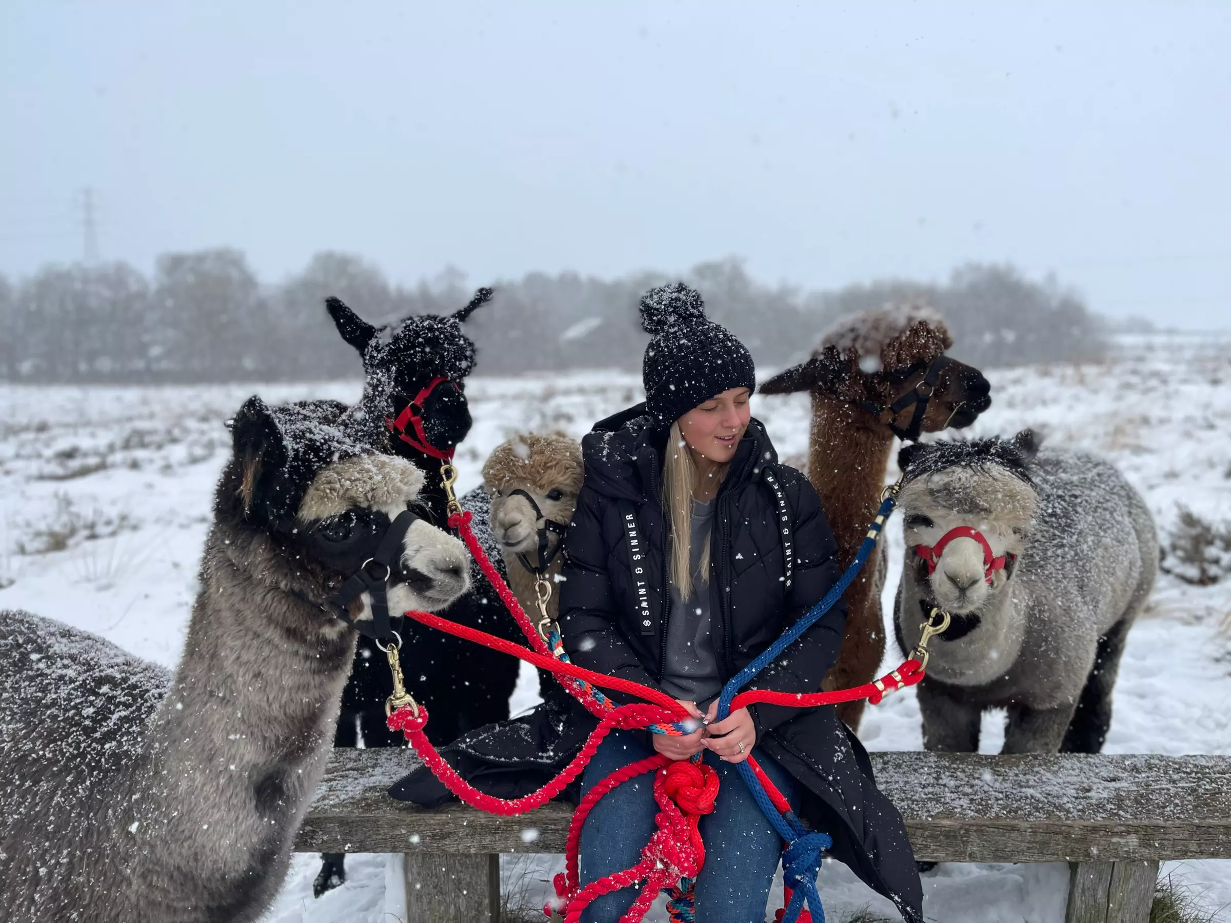 Up to 38% Off Alpaca Walking at Wetley Moor Alpacas