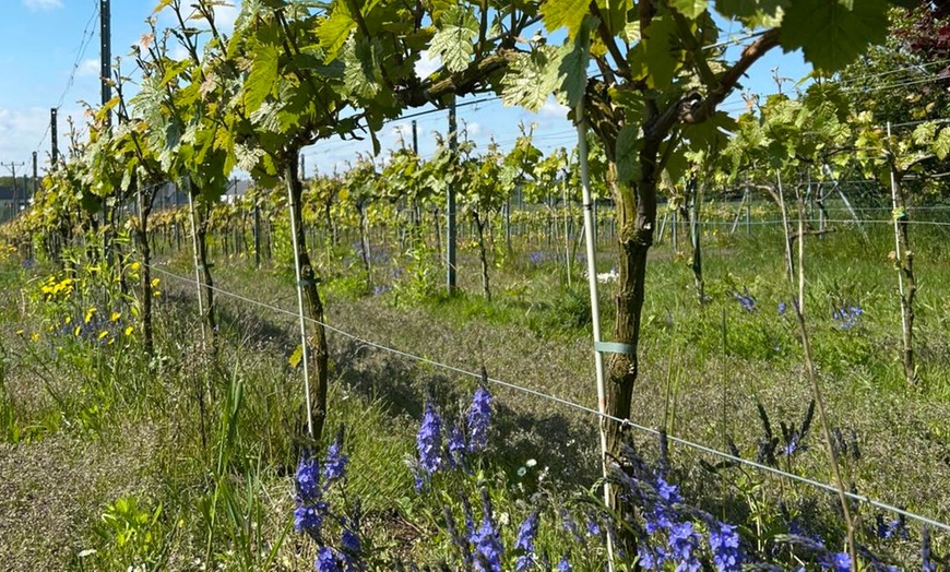 Image 3: Enoturystyczna przygoda na Wzgórzach Trzebnickich dla 2-8 osób