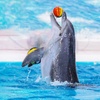 Image 10: VIP & Regular Passes to Dolphin & Seal Show for Adults & Children 