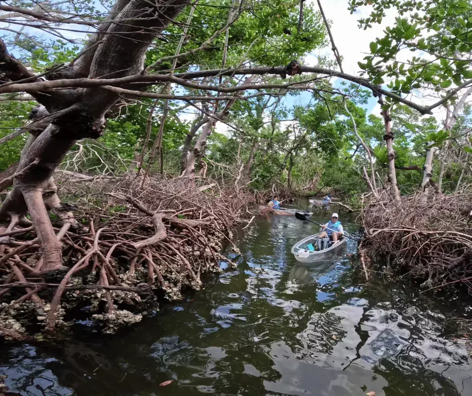 2-Hour Kayak Eco Tour in Emerson Point Preserve - Palmetto, FL
