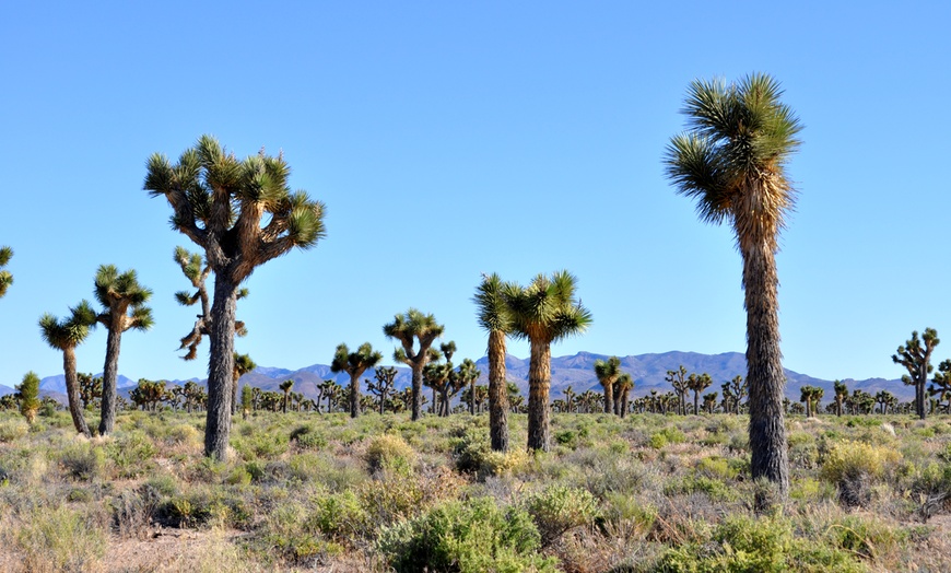 Image 11: Bus Tour from Las Vegas with Adventure Photo Tours | Show Option