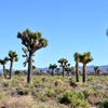 Image 11: Bus Tour from Las Vegas with Adventure Photo Tours | Show Option